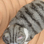 Buddha Stones Painted Resin Little Chubby Cat Cute Animal Decor