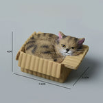 Buddha Stones Painted Sleeping Cat in Paper Box Resin Cute Animal Decor