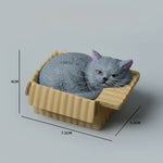 Buddha Stones Painted Sleeping Cat in Paper Box Resin Cute Animal Decor